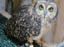 Gracie - Short Eared Owl